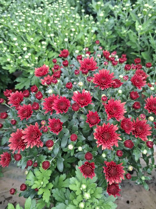 Vând crizanteme diverse culori