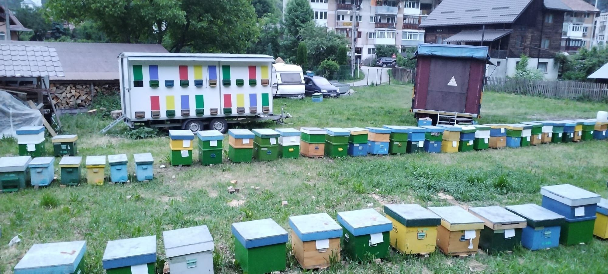 Remorcă Apicola + Familii de Albine(500lei)