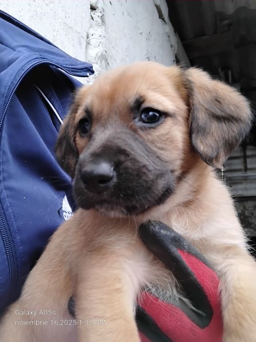 Donez cățeluși!         .