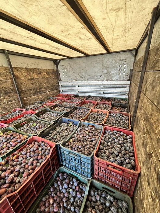 Vând prune pentru țuică