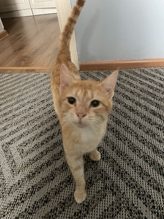 Котик ищет добрых хозяев