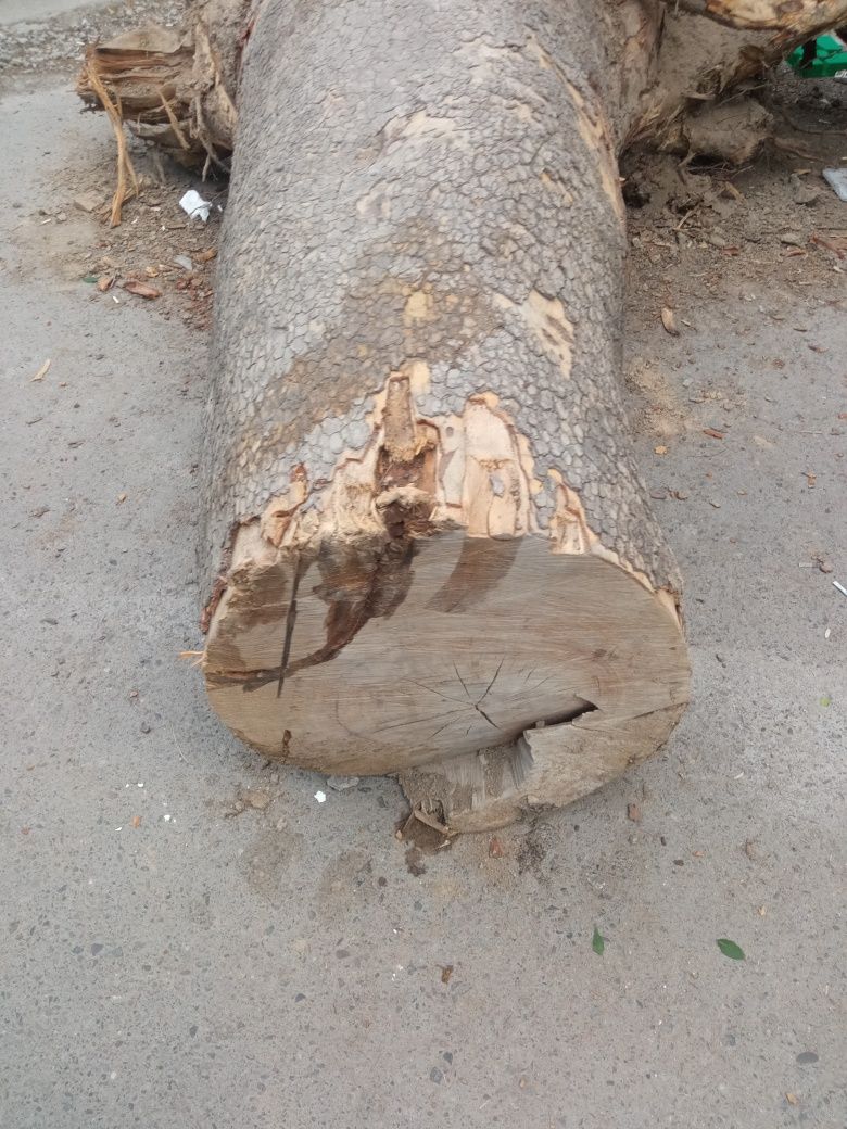 Eni 80 boyi120 tonka chnor