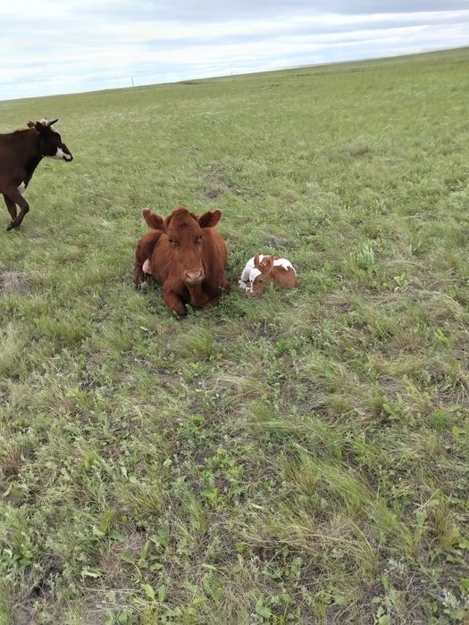 Продам корову с теленком