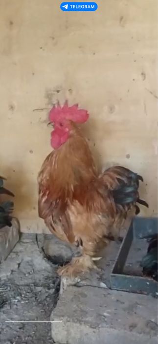 Япон жужа хурозлар домашный петухи