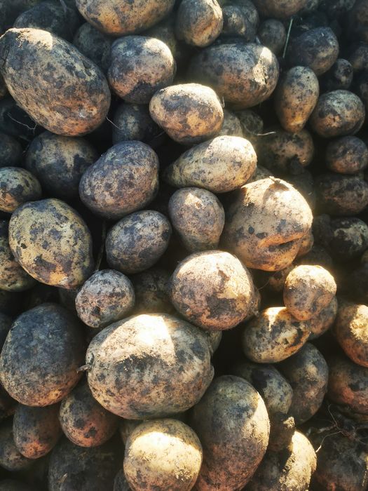 Vând cartofi 1,50 lei kg