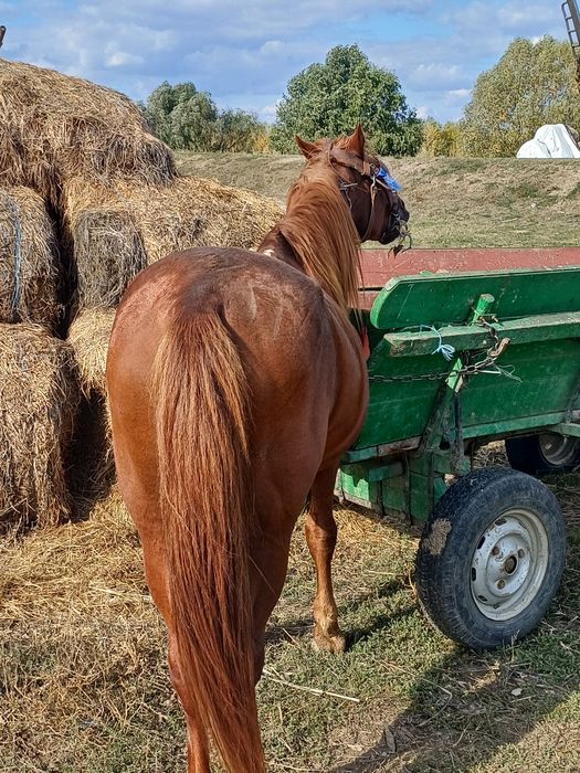 Armasar cu tot cu caruța de vanzare