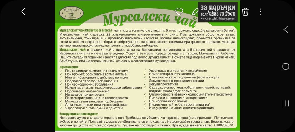 Мурсалски чай разсад
