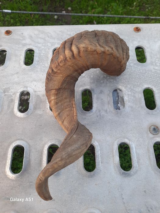 Рог от МУФЛОН. 1 брой