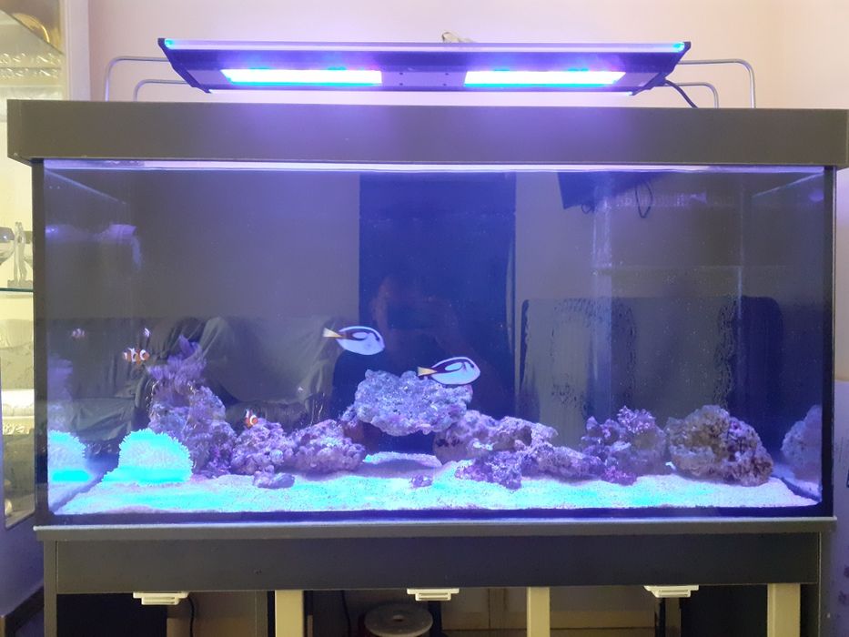 Продам морской аквариум 300л