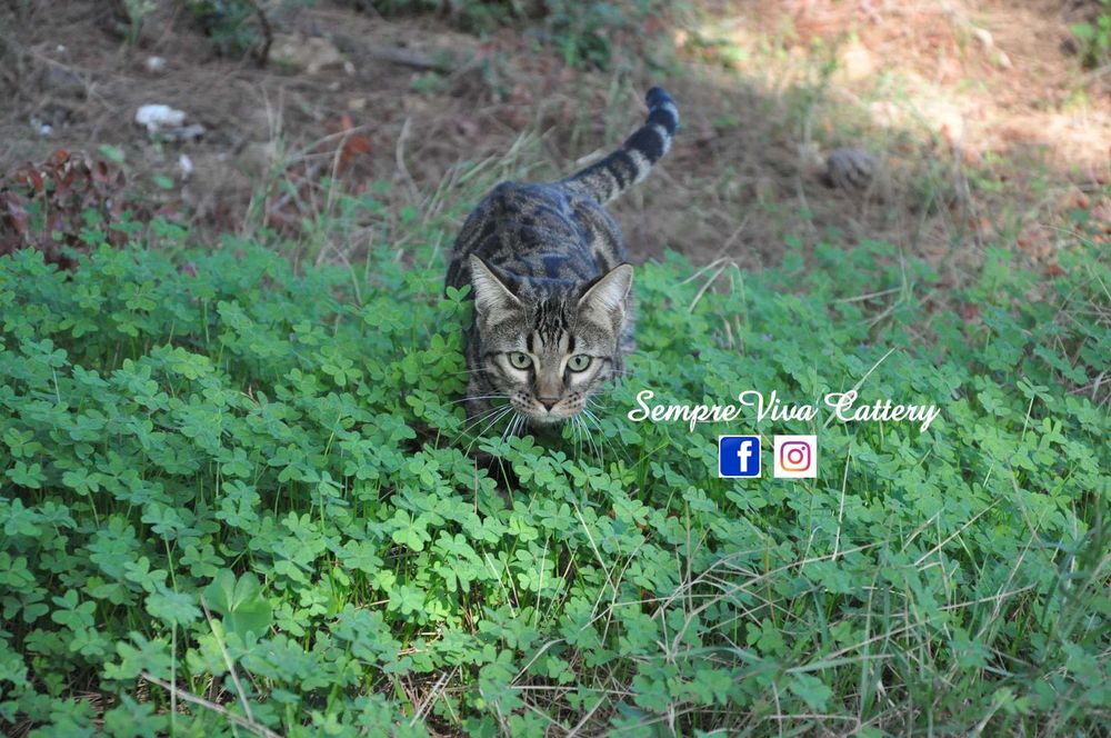 Бенгалско коте женско