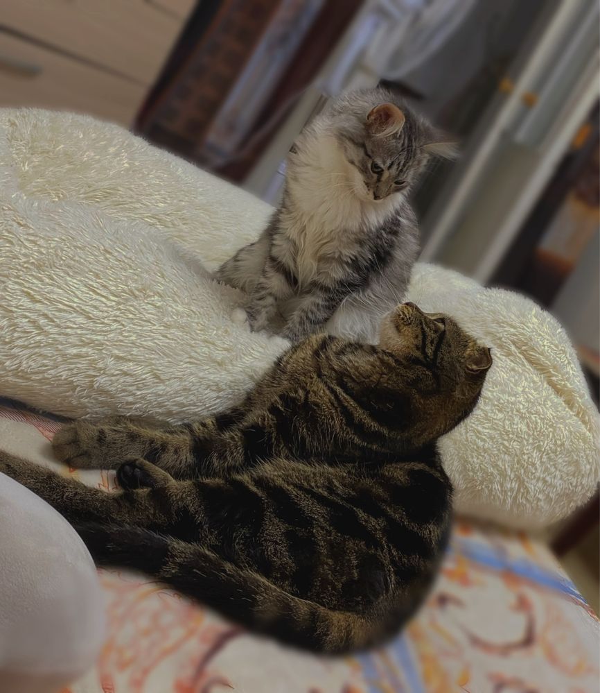 Срочно отдам двух котов в хорошие руки