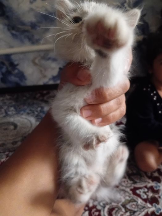 1 oylik mushuklar onasini moshin bosibdi