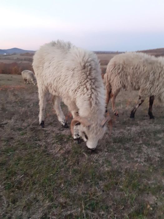 De vânzare 6 miei berbecuți și 4 oi