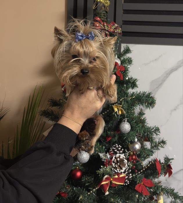 Йоркширски териер