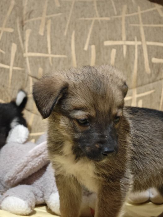 Щенята и щут дом и заботливые руки