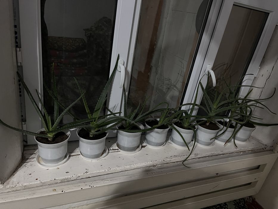 Алоэ комнатные цветы