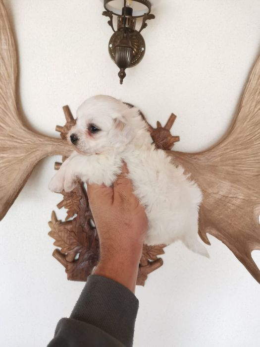 Fetita bichon maltez mini
