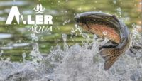 Aller Silver 4,5 mm. Корм для  Африканский Сом и Форель. Цена за кг.