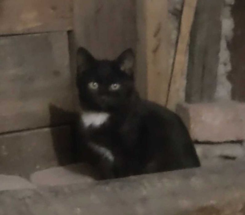 Срочно! Котик ищет дом