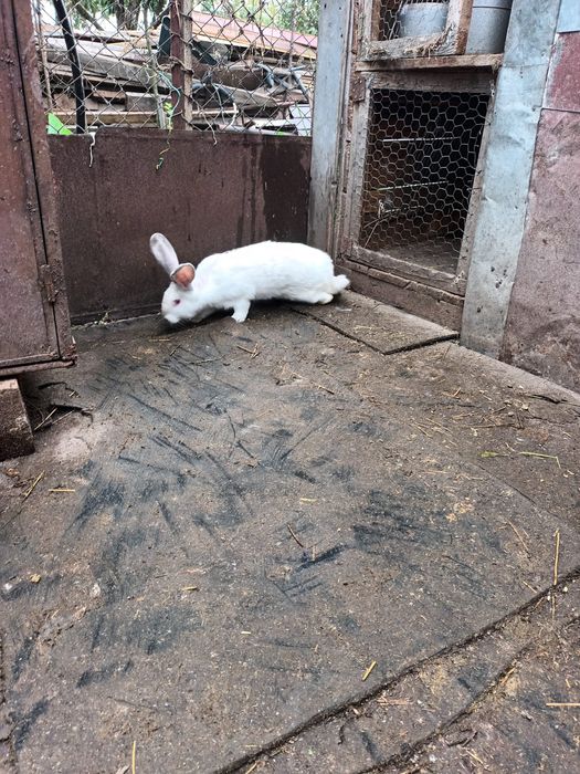 Vînd sau schimb cu găini iepuri