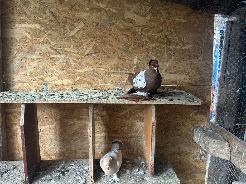 Vand tobosari germani si tobosari de dresla