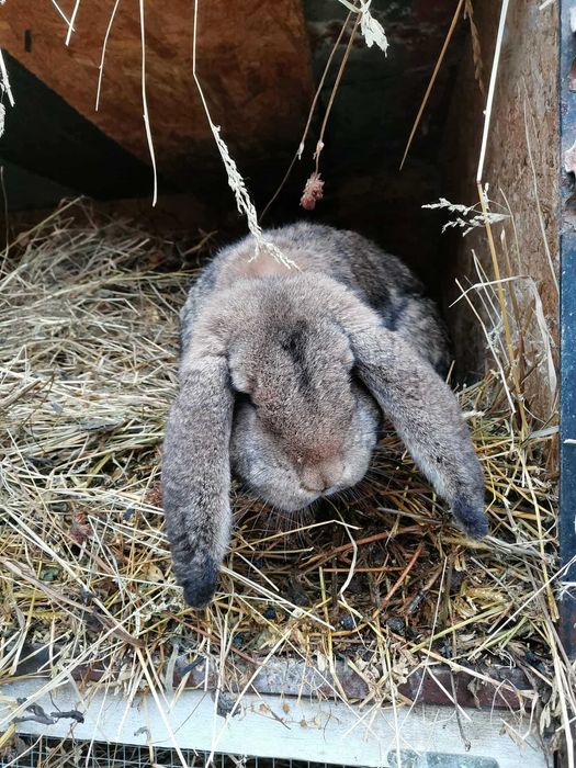 Vând iepuri berbec german