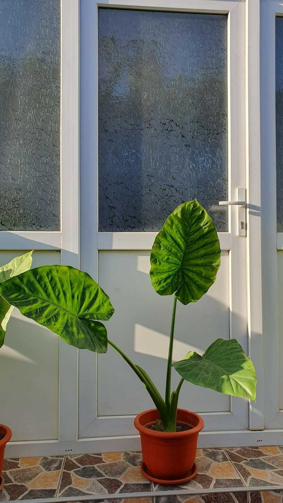 Calocasia (urechea elefantului) planta de interior, cu ghiveci