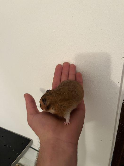 Dispobibil hamsteri mari si mici