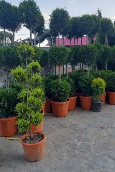 Livrare și plantare profesională pentru orice comandă