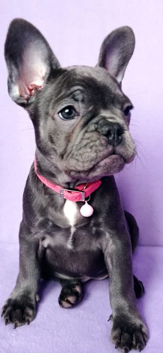 Цветные французкие булочки