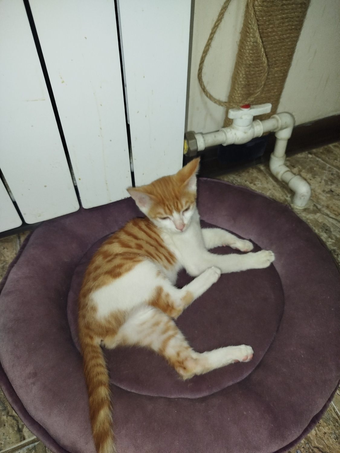 Котик 3 месяца маленький