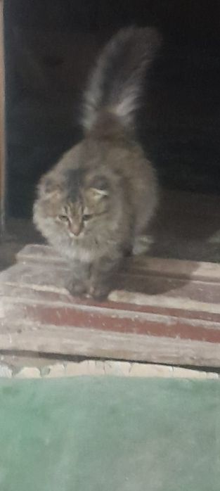 Кошка в добрые руки