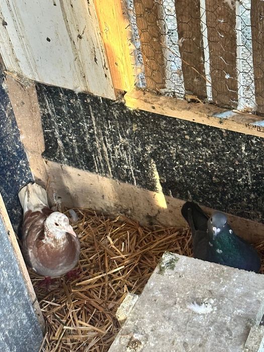 Porumbei voiajori disponibili