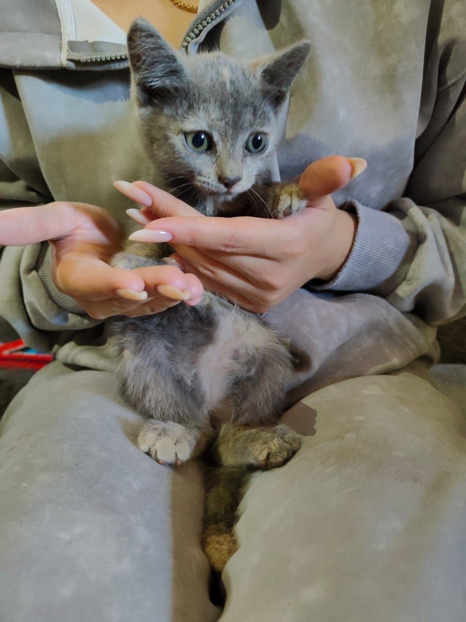 Отдам котят в добрые, ответственные руки