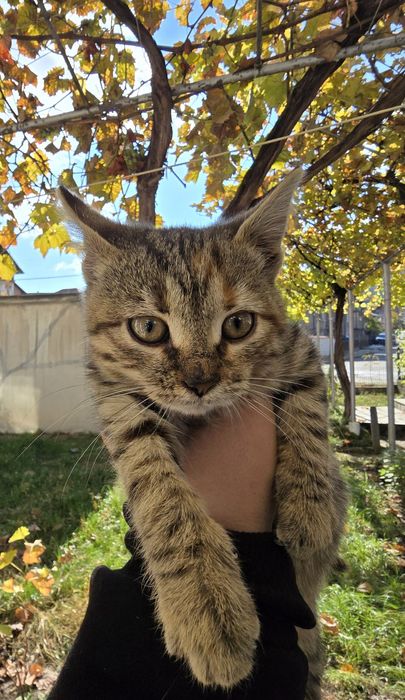 Подарявам женско коте