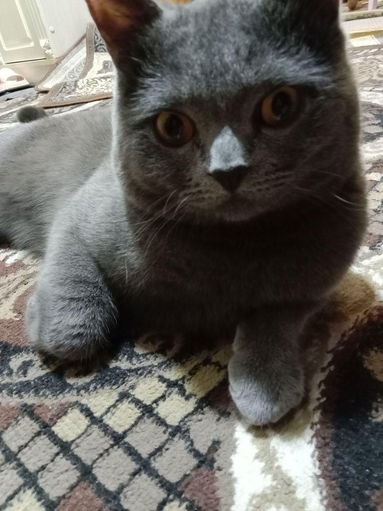 Вязка кошек мальчик