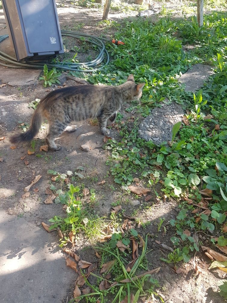 Pisica adultă,  paznic bun al curții