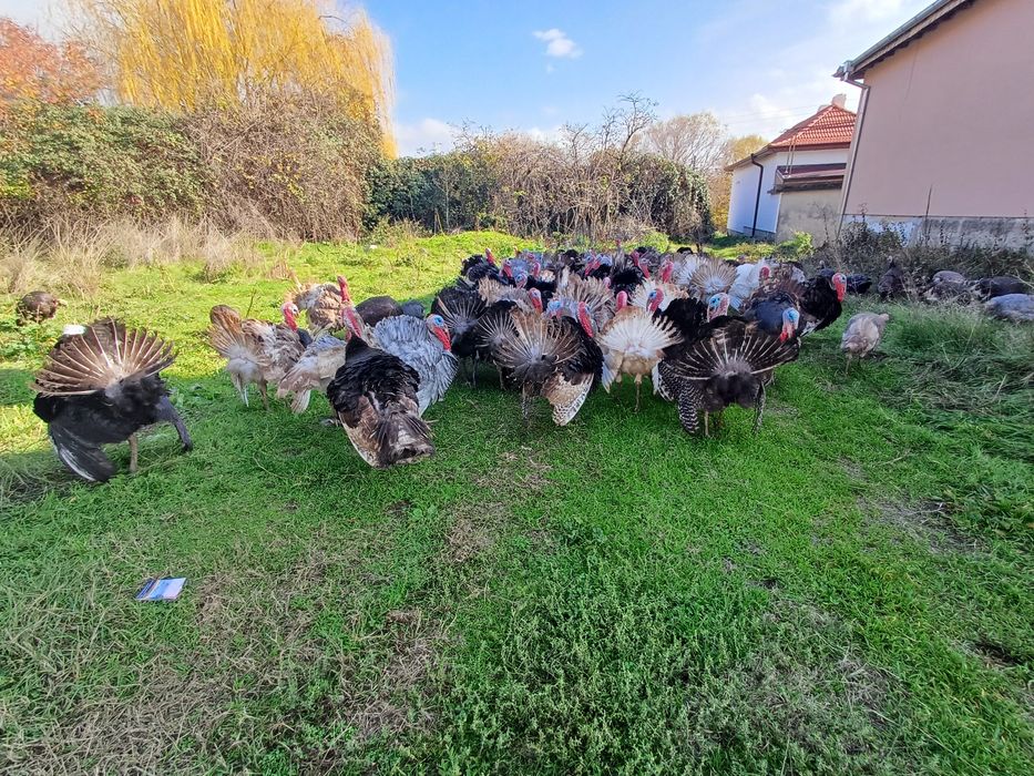 Продавам домашни пуйки