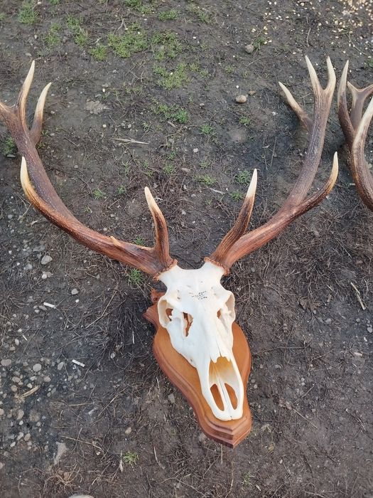 Trofee de vânzare 1500 lei cerb 2000 lei muflon