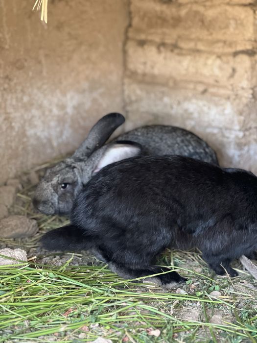 Quyonlar sotiladi erkak ayol hammasi soglom