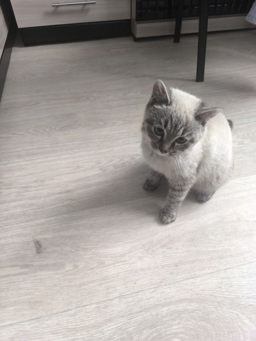 Отдам котенка в хорошие руки