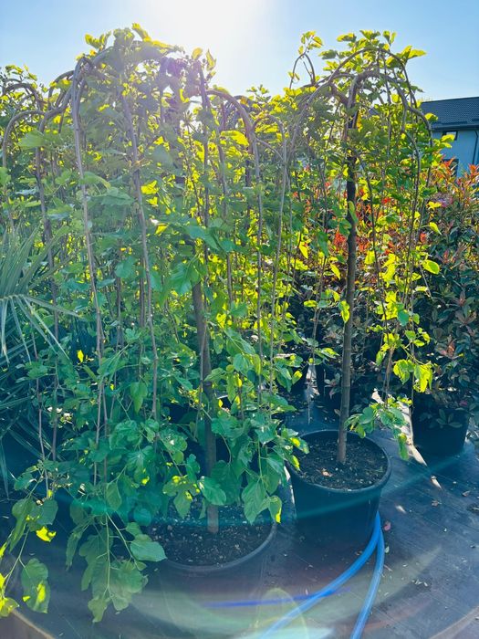 Plante ornamentale-tuia, artar, spirale, pompon