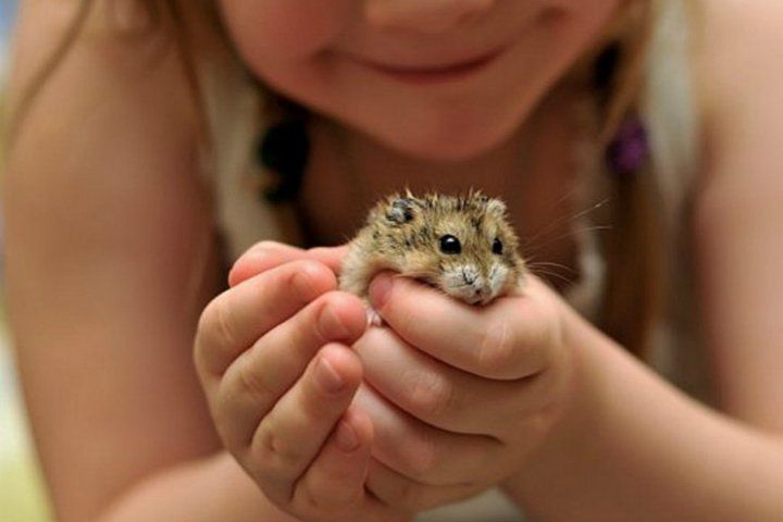 Хомяк джунгарский