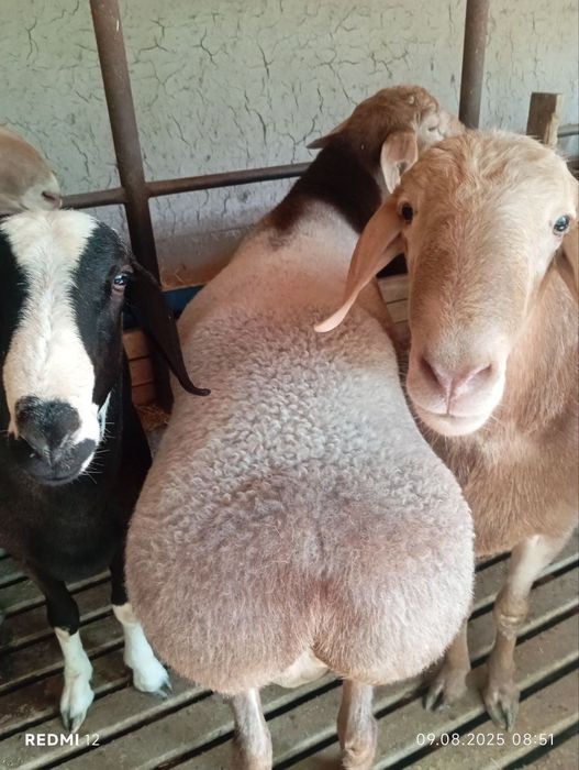 Qoy qochqor qassob bor 24/7