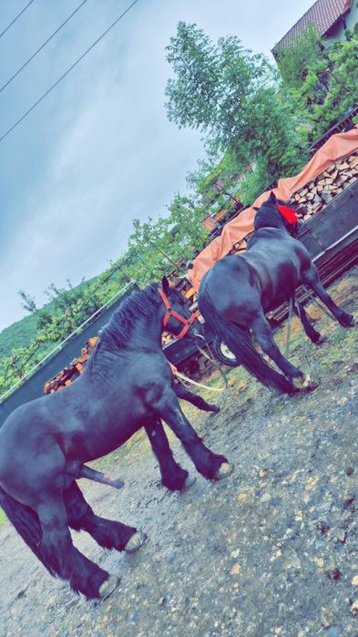 Iapa neagra de vanzare, schimb și cu vitei