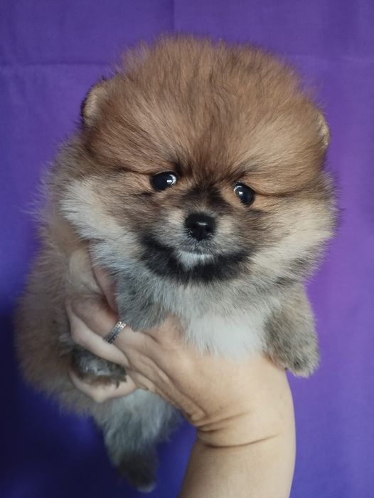 Продам щенков шпица