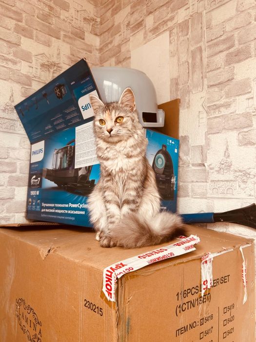 Отдам в добрые руки кошку