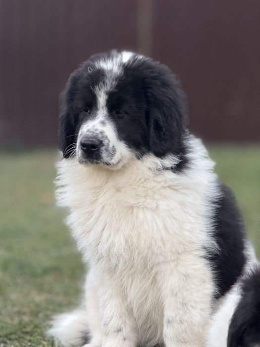 Ciobanesc de bucovina