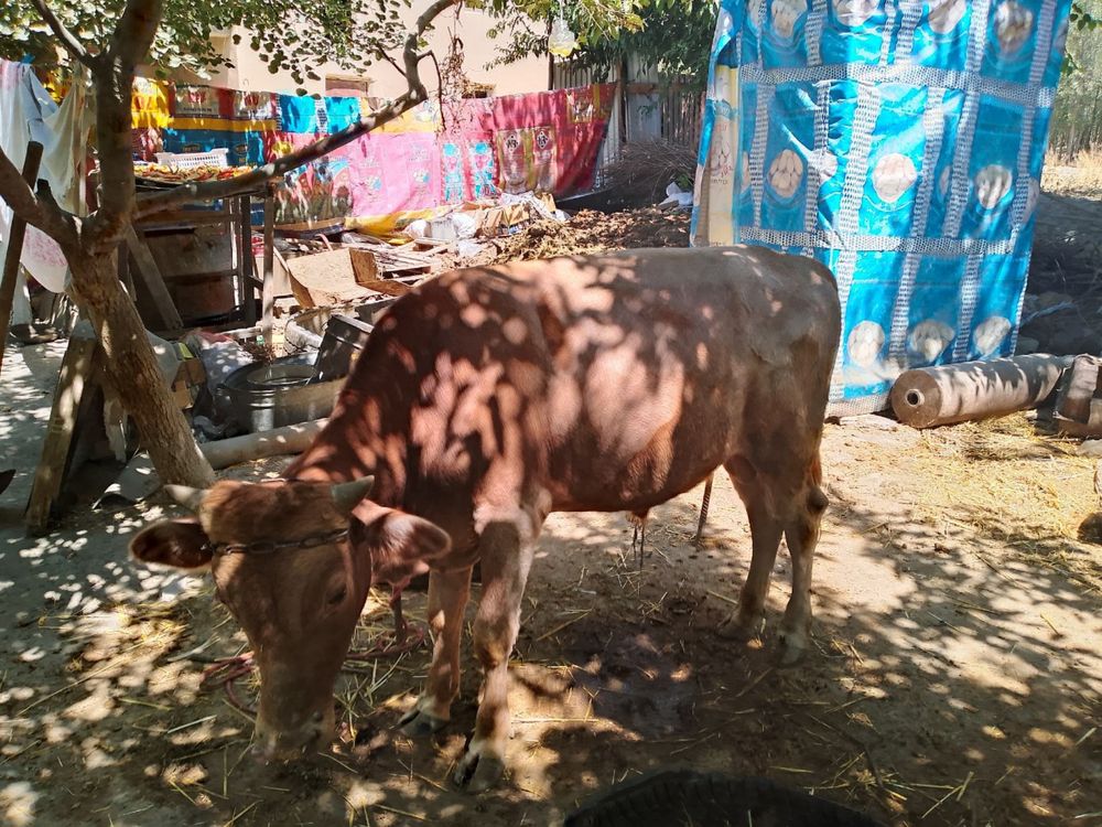 Buqalar sotiladi