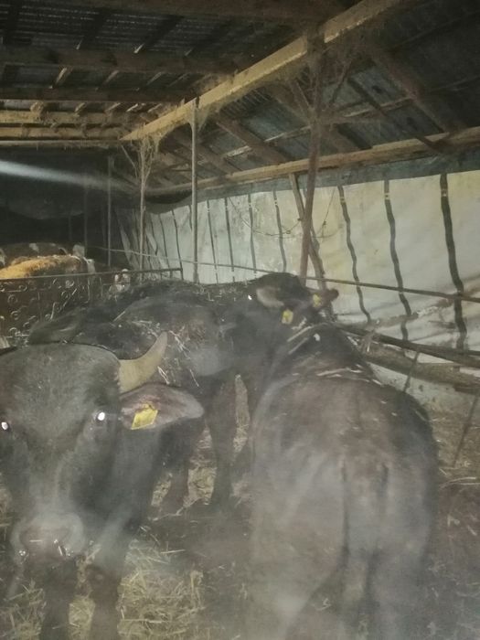 Vand viței de bivol